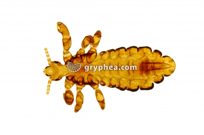 Pou mâle (Pediculus humanus capitis) x12 - gryphea.com
